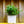 Load image into Gallery viewer, Baby Kim Lilac - Lilac - Shrubs