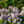 Load image into Gallery viewer, Baby Kim Lilac - Lilac - Shrubs
