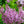 Load image into Gallery viewer, Baby Kim Lilac - Lilac - Shrubs