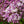 Load image into Gallery viewer, Baby Kim Lilac - Lilac - Shrubs