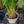 Load image into Gallery viewer, Baby Moses Cyperus