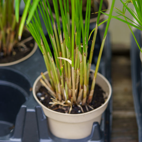 Baby Moses Cyperus