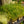 Load image into Gallery viewer, Baby Moses Cyperus