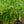 Load image into Gallery viewer, Baby Moses Cyperus