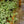 Load image into Gallery viewer, Aquamarine Pilea