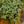Load image into Gallery viewer, Aquamarine Pilea