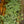 Load image into Gallery viewer, Aquamarine Pilea