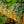 Load image into Gallery viewer, Aquamarine Pilea