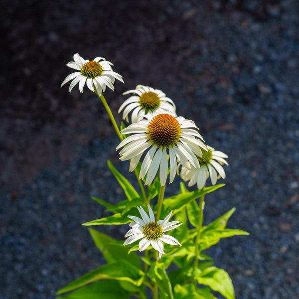 Baby Swan White Coneflower