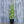 Load image into Gallery viewer, Baby Swan White Coneflower