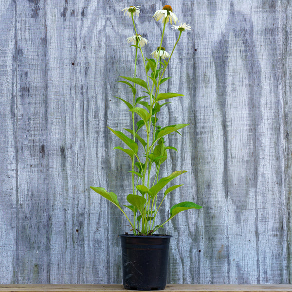 Baby Swan White Coneflower