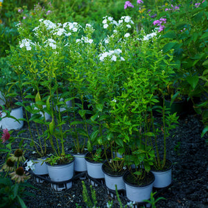 Backlight Tall Garden Phlox