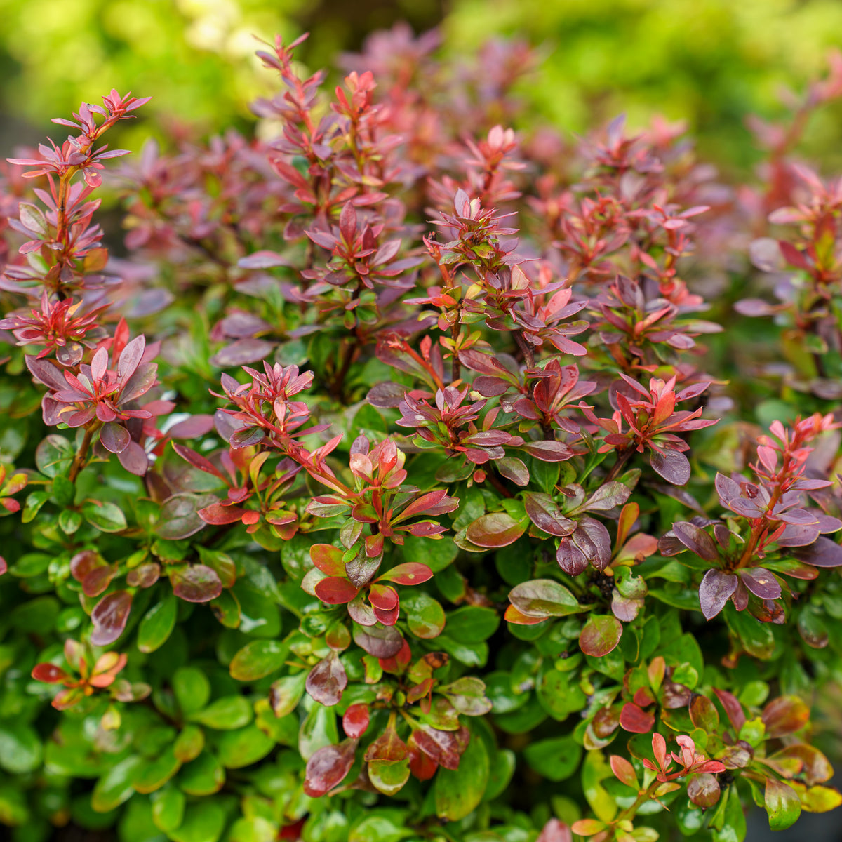 Bagatelle Barberry – Plant Detectives