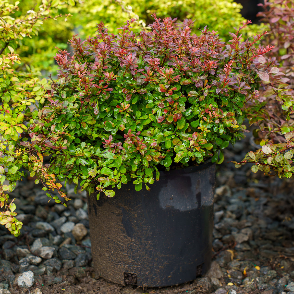 Bagatelle Barberry  Plant Detectives