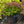Load image into Gallery viewer, Bagatelle Barberry