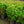 Load image into Gallery viewer, Bailey Compact American Cranberrybush