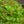 Load image into Gallery viewer, Bailey Compact American Cranberrybush