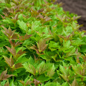 Bailey Compact American Cranberrybush