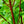 Load image into Gallery viewer, Bailey's Red-Twig Dogwood - Other Shrubs - Shrubs
