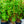 Load image into Gallery viewer, Bailey's Red-Twig Dogwood - Other Shrubs - Shrubs