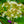 Load image into Gallery viewer, Bailey's Red-Twig Dogwood - Other Shrubs - Shrubs