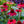 Load image into Gallery viewer, Baja Burgundy Coneflower