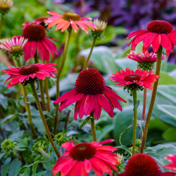 Baja Burgundy Coneflower