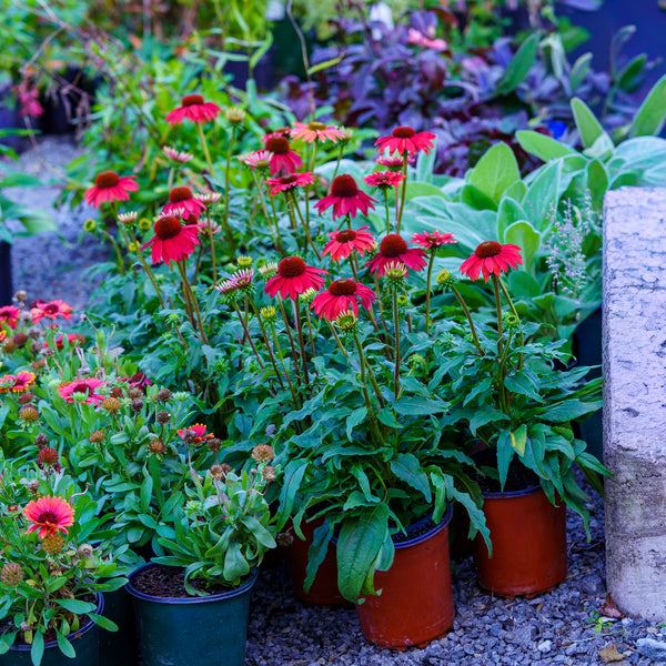 Baja Burgundy Coneflower