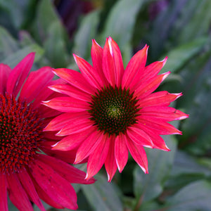 Baja Burgundy Coneflower