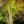 Load image into Gallery viewer, Balboa Sunset Trumpet Vine