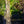 Load image into Gallery viewer, Balboa Sunset Trumpet Vine