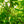Load image into Gallery viewer, Bald Cypress - Cypress - Conifers