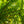 Load image into Gallery viewer, Bald Cypress