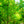 Load image into Gallery viewer, Bald Cypress - Cypress - Conifers