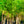 Load image into Gallery viewer, Bald Cypress - Cypress - Conifers