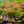 Load image into Gallery viewer, Baldsmith Japanese Maple - Japanese Maple - Japanese Maples