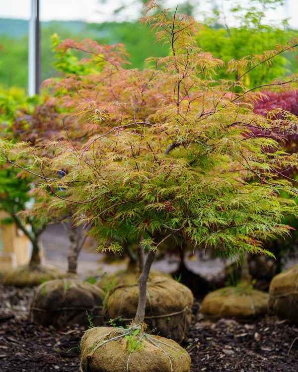 Baldsmith Japanese Maple - Japanese Maple - Japanese Maples