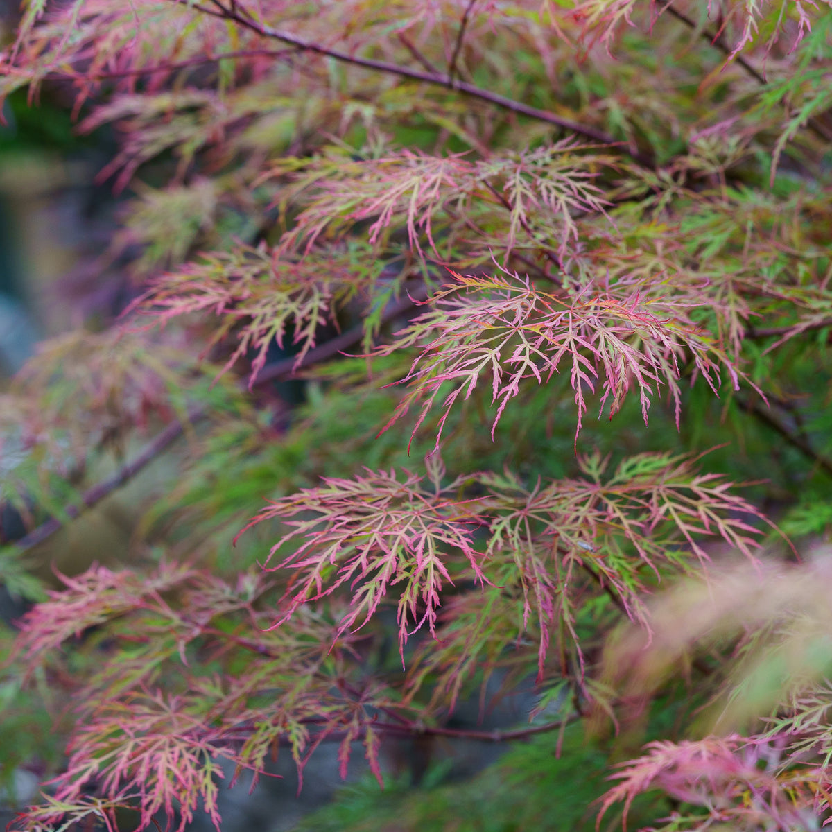 Baldsmith Japanese Maple – Plant Detectives