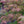 Load image into Gallery viewer, Baldsmith Japanese Maple - Japanese Maple - Japanese Maples
