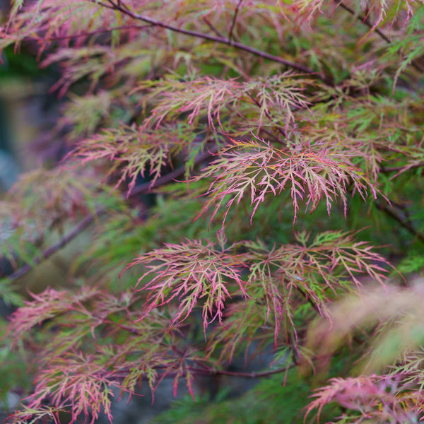 Baldsmith Japanese Maple - Japanese Maple - Japanese Maples