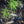 Load image into Gallery viewer, Baldsmith Japanese Maple - Japanese Maple - Japanese Maples