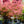 Load image into Gallery viewer, Baldsmith Japanese Maple - Japanese Maple - Japanese Maples