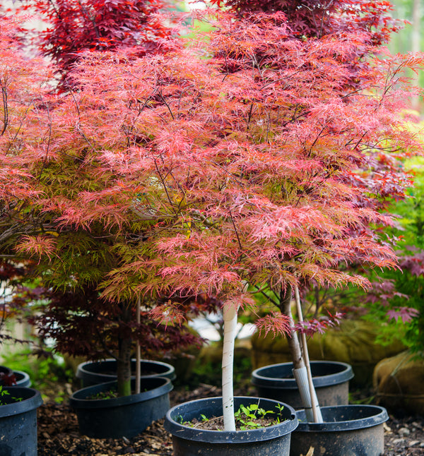 Baldsmith Japanese Maple - Japanese Maple - Japanese Maples