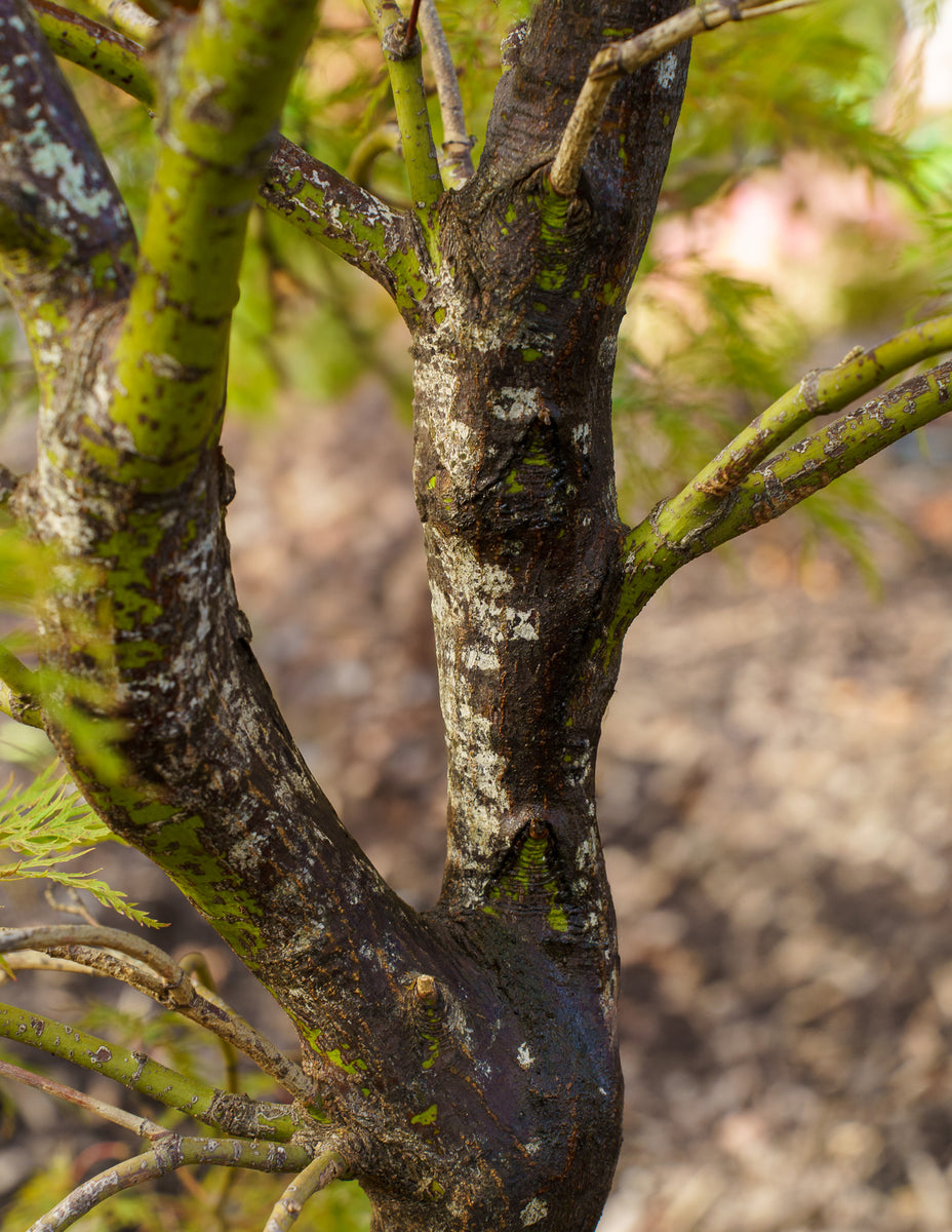 Baldsmith Japanese Maple – Plant Detectives