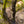Load image into Gallery viewer, Baldsmith Japanese Maple