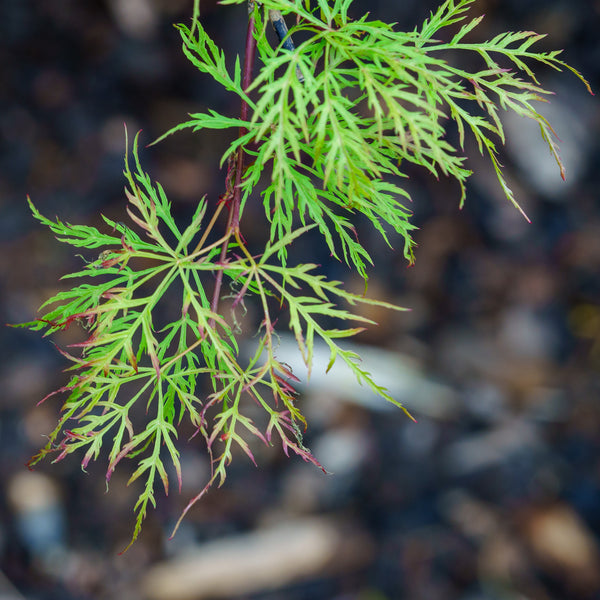 Baldsmith Japanese Maple - Japanese Maple - Japanese Maples