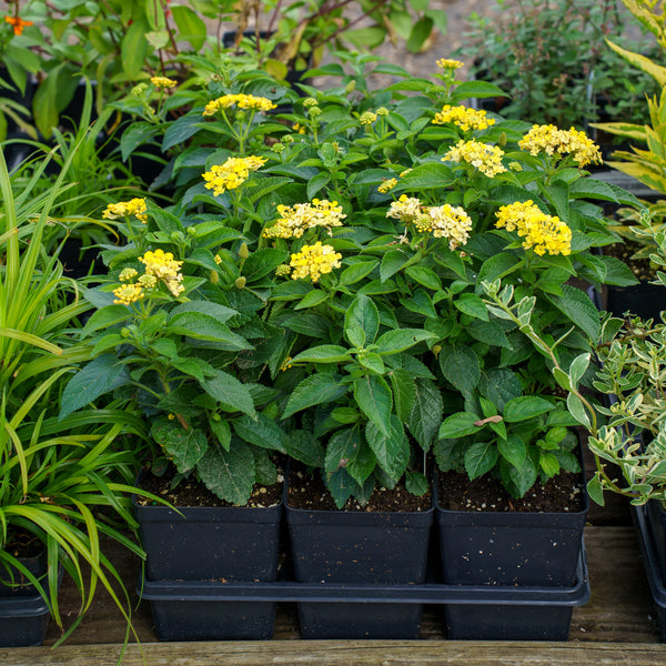 Bandana Lemon Zest Lantana