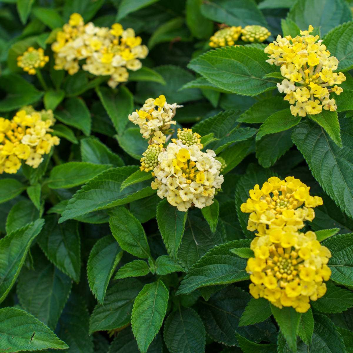 lantana plant fertilizer Bandana Lemon Zest Lantana – Plant Detectives