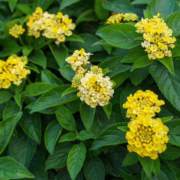 Bandana Lemon Zest Lantana