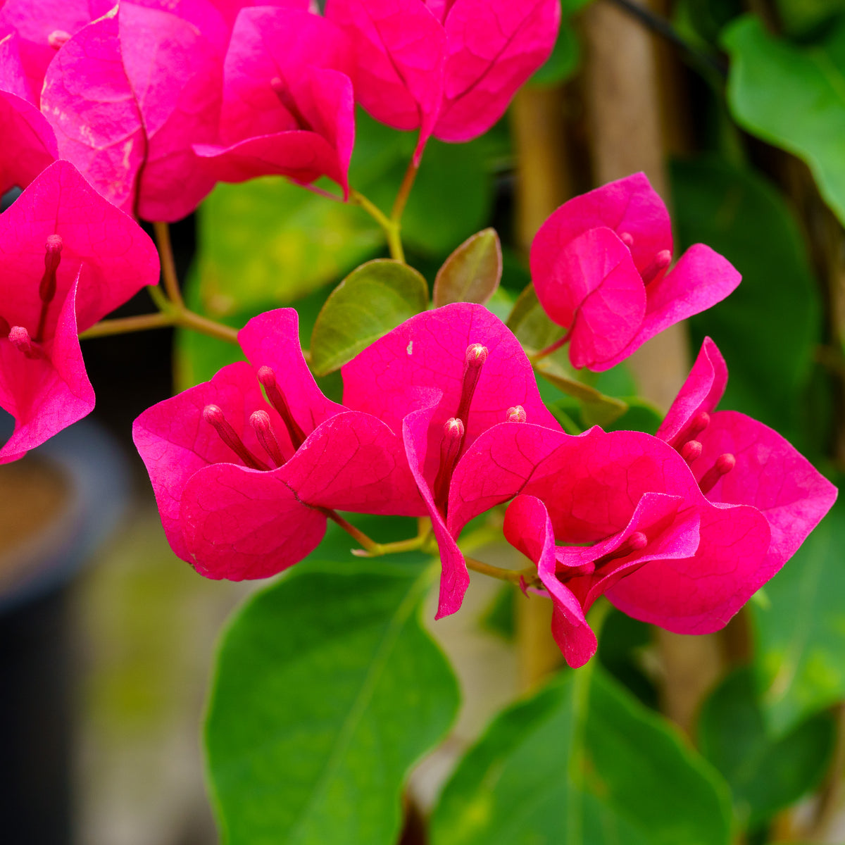 Barbara Karst Bougainvillea – Plant Detectives